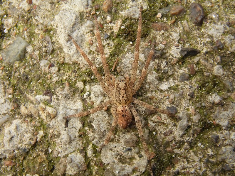 Serie di Araneae del Parco del Ticino